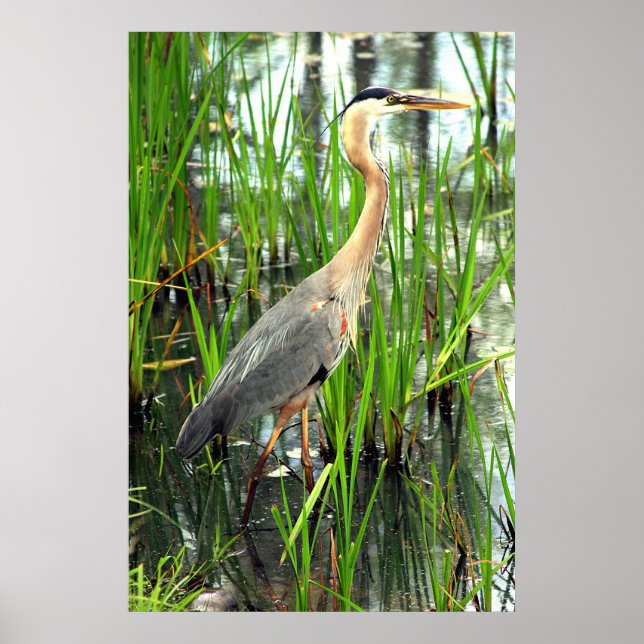 Blue Heron i Reeds Poster (Framsidan)