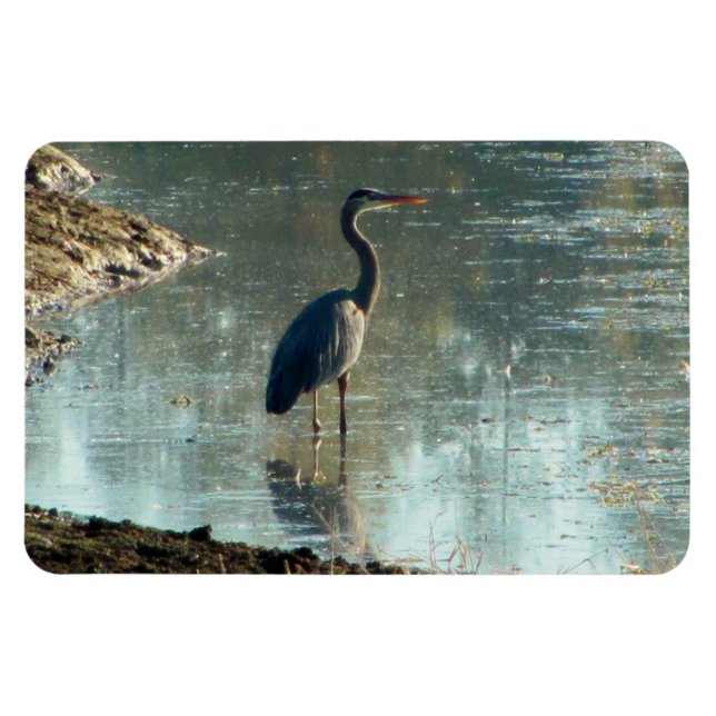 Blue Heron i Wetland Magnet (Horisontell)