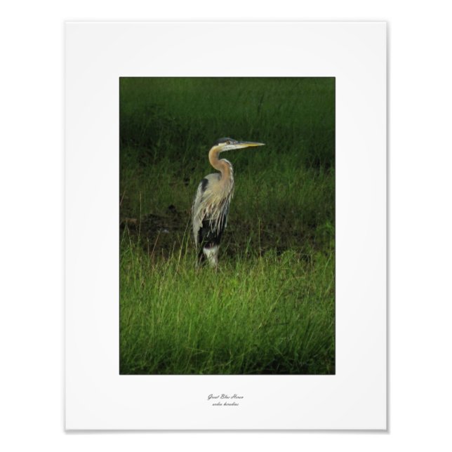 Blue Heron in Shaded Grass Photo Fototryck (Framsidan)