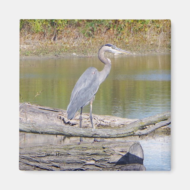 Blue Heron magnet (Framsidan)
