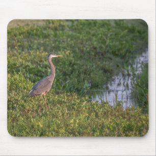 Blue Heron Musmatta