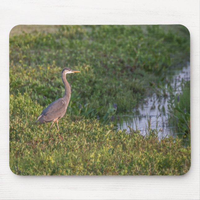 Blue Heron Musmatta (Framsidan)