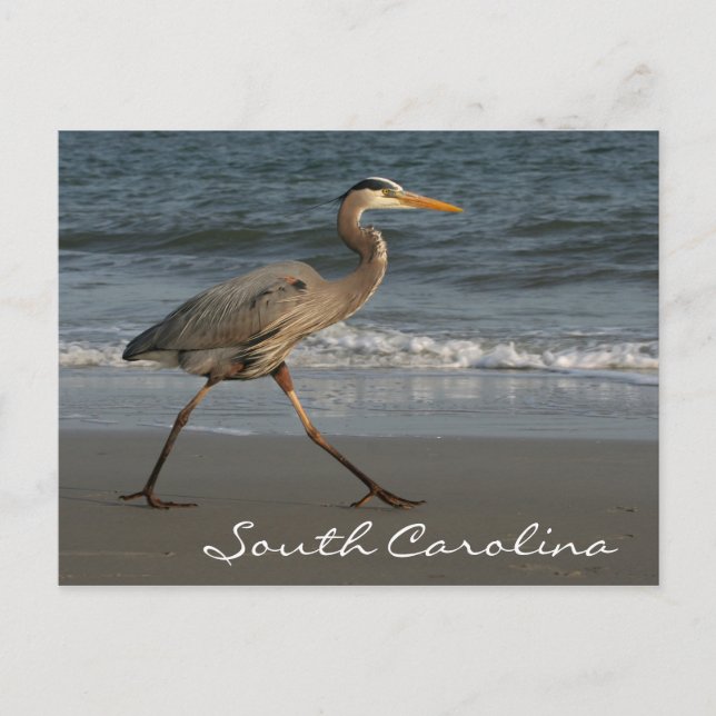 Blue Heron Ocean Beach South Carolina Vykort (Framsida)