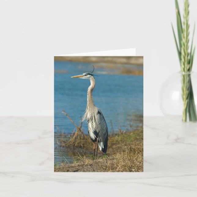 Blue Heron på Pond Card Kort (Framsida)