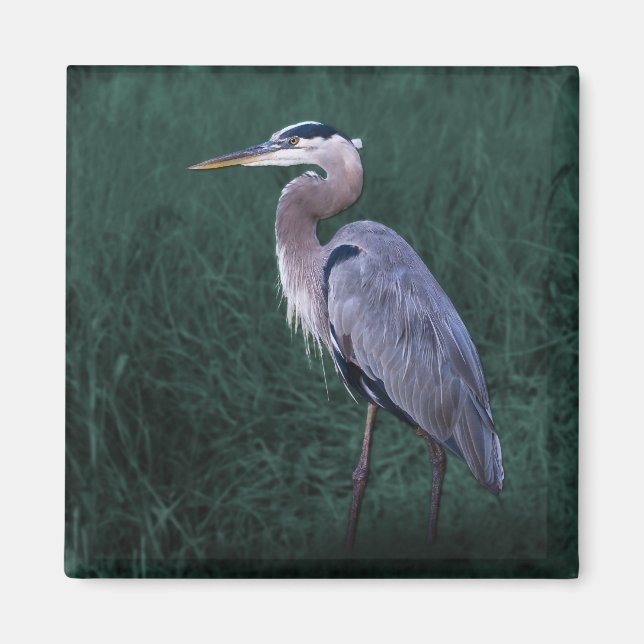 Blue Heron Permanent i Grass Magnet (Framsidan)