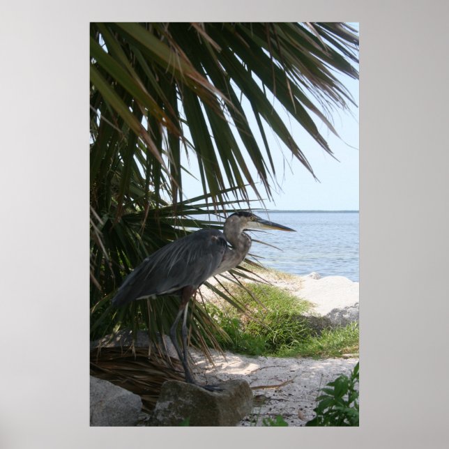 Blue Heron Poster (Framsidan)