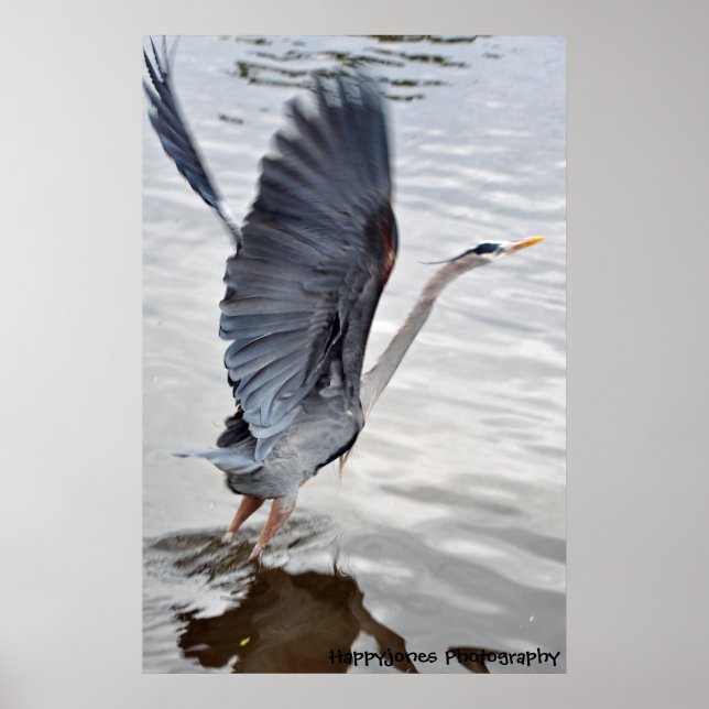 Blue Heron Poster (Framsidan)
