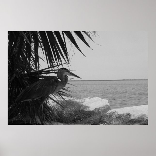 Blue Heron Poster (Framsidan)