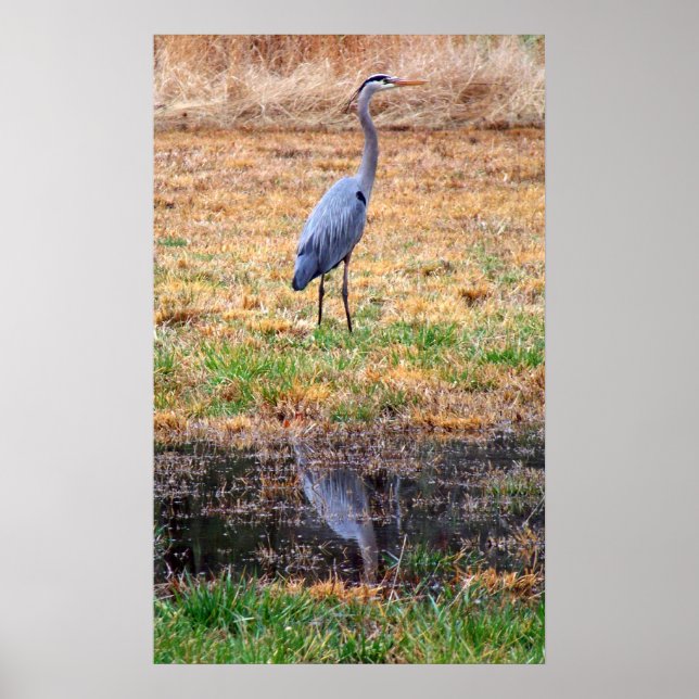 Blue Heron Reflection Poster (Framsidan)