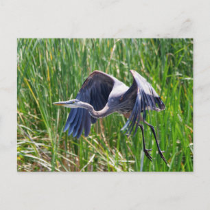 Blue Heron startar Vykort