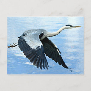 Blue Heron under flygning över Vatten Vykort