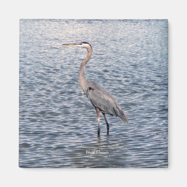 Blue Heron vatten magnet (Framsidan)