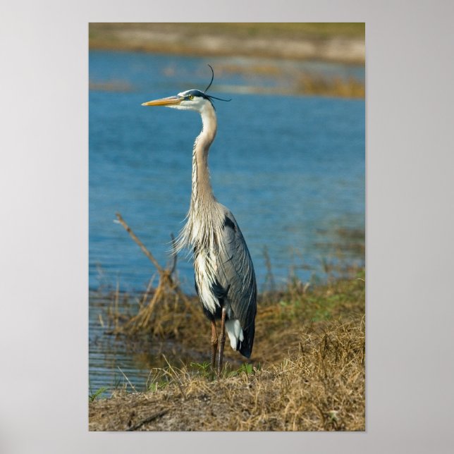 Blue Heron vid Pond Print Poster (Framsidan)