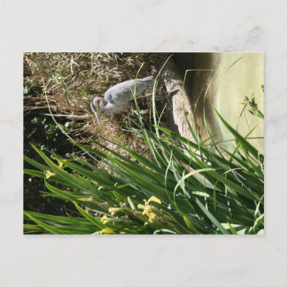 Blue Heron vid San Diego Zoo Vykort