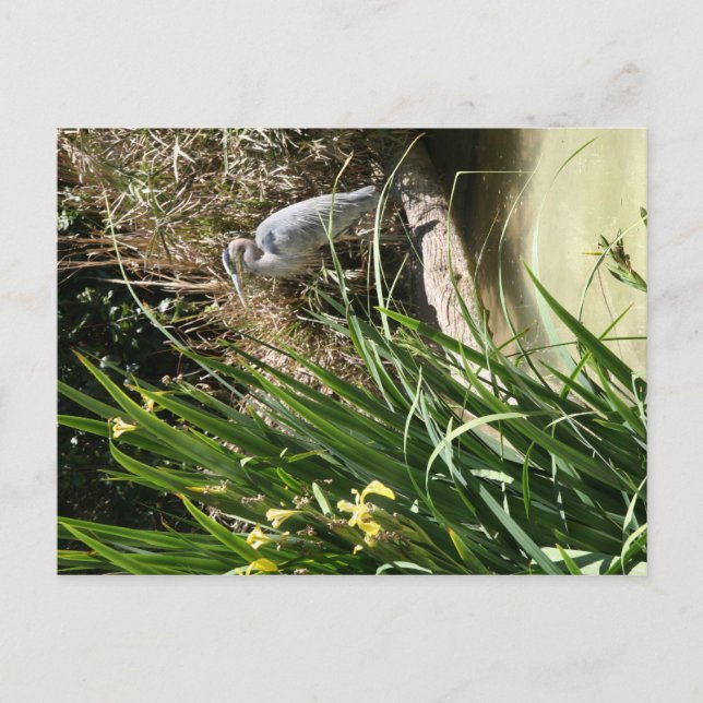 Blue Heron vid San Diego Zoo Vykort (Framsida)