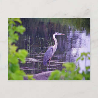 Blue Heron Vykort