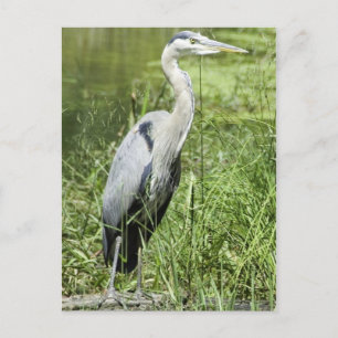 Blue Heron Vykort