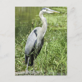 Blue Heron Vykort