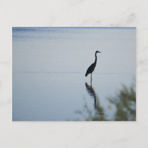Blue Heron Vykort