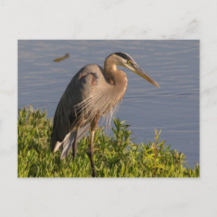 Blue Heron Vykort