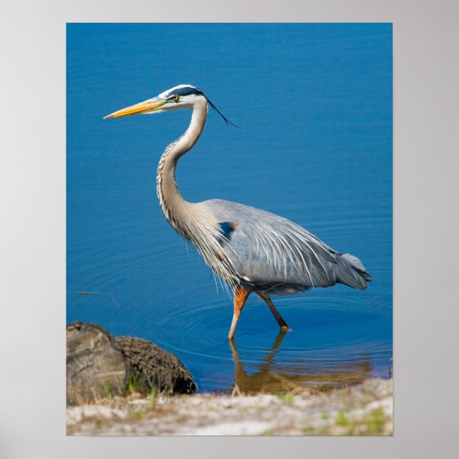 Blue Heron Wading Poster (Framsidan)