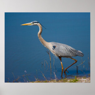 Blue Heron Wading Poster