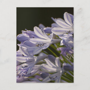Blue Hostas Vykort
