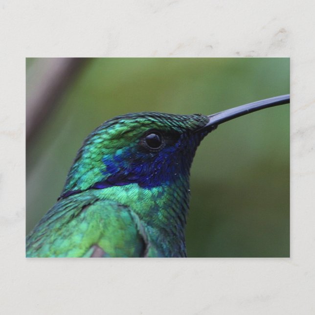 Blue Humming Bird Postcard Vykort (Framsida)