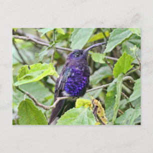 Blue Hummingbird Photo Vykort