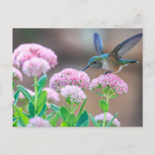 Blue Hummingbird Vykort