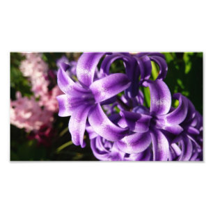Blue Hyacint I Vår Blommigt Fototryck