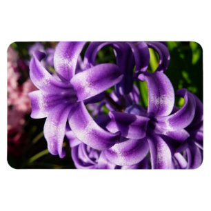 Blue Hyacint I Vår Blommigt Magnet