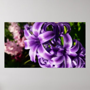 Blue Hyacint I Vår Blommigt Poster