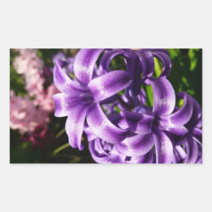 Blue Hyacint I Vår Blommigt Rektangulärt Klistermärke