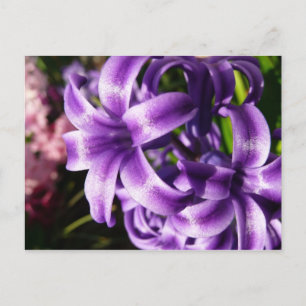Blue Hyacint I Vår Blommigt Vykort