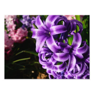 Blue Hyacint II Vår Blommigt Fototryck