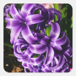 Blue Hyacint II Vår Blommigt Fyrkantigt Klistermärke