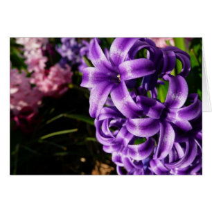 Blue Hyacint II Vår Blommigt Hälsningskort