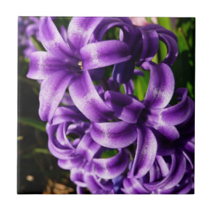Blue Hyacint II Vår Blommigt Kakelplatta