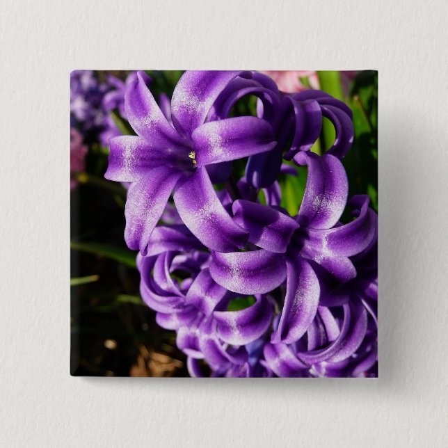 Blue Hyacint II Vår Blommigt Knapp (Framsida)