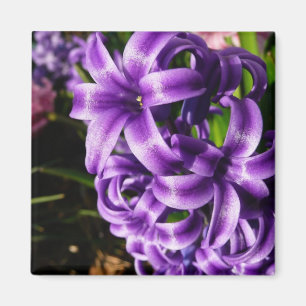 Blue Hyacint II Vår Blommigt Magnet