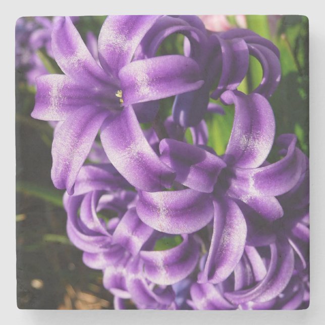 Blue Hyacint II Vår Blommigt Underlägg Sten (Framsidan)