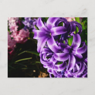 Blue Hyacint II Vår Blommigt Vykort