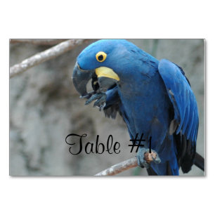 Blue Hyacint Macaw Bordsnummer