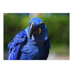 Blue Hyacint Macaw Fototryck