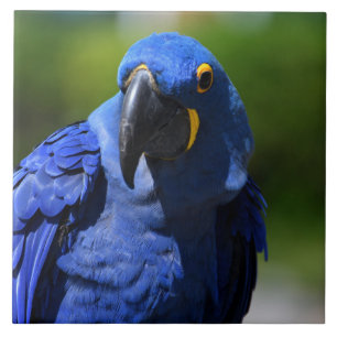 Blue Hyacint Macaw Kakelplatta