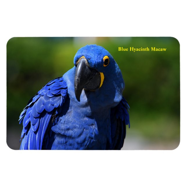 Blue Hyacint Macaw Magnet (Horisontell)