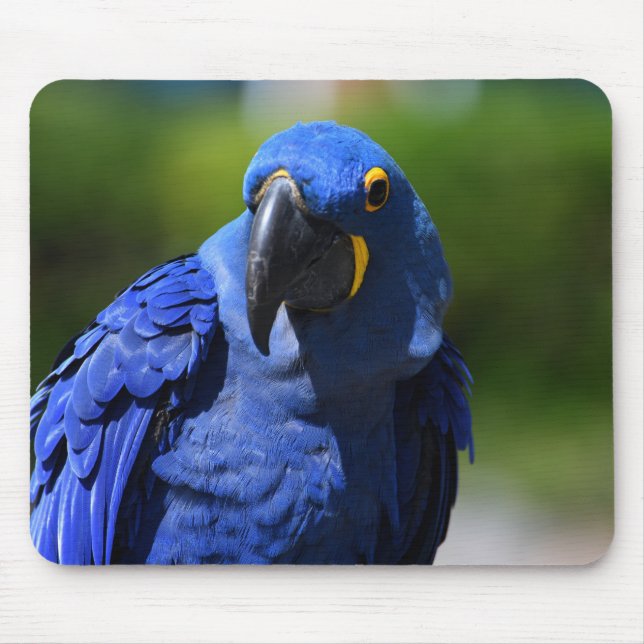 Blue Hyacint Macaw Musmatta (Framsidan)
