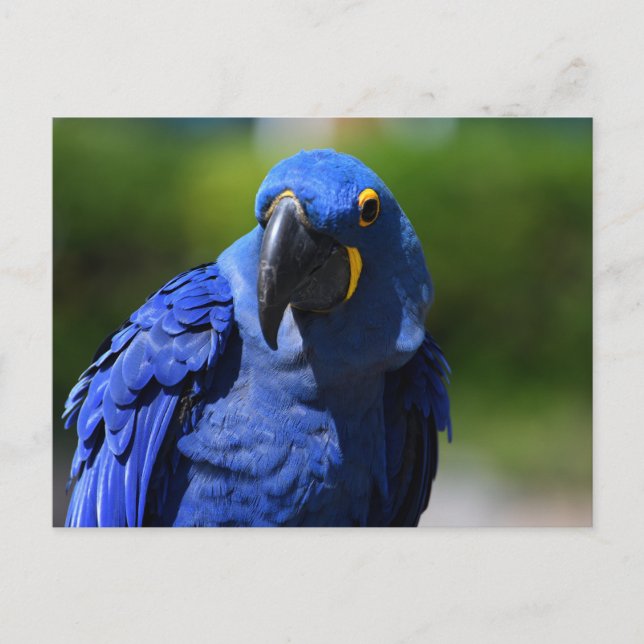 Blue Hyacint Macaw Vykort (Framsida)