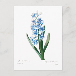 Blue Hyacint Vykort